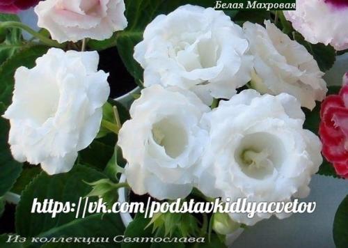 Глоксиния.  Правильный уход. 04