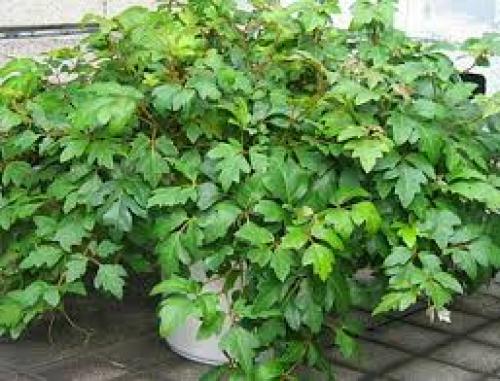 Роициссус или березка. 02