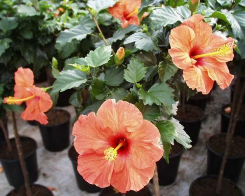 Комнатные цветы фото самых красивых с описанием ухода. 07