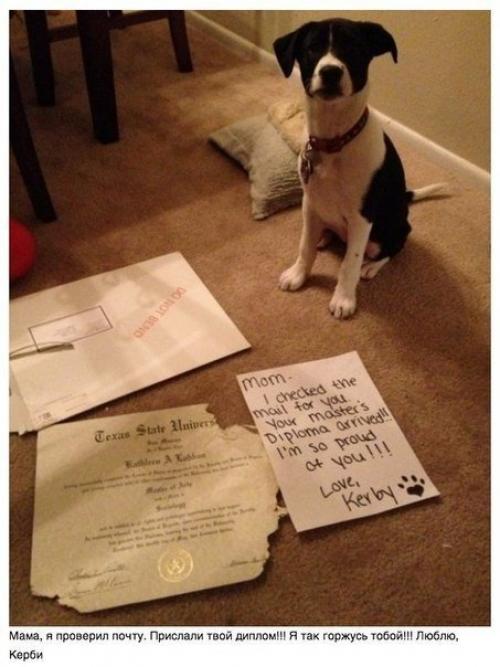 Пост для тех, у кого есть собака. 08