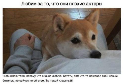 Пост для тех, у кого есть собака. 05