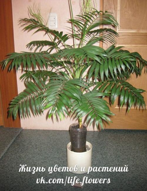 Хамедорея - бамбуковая, или горная пальма. 01