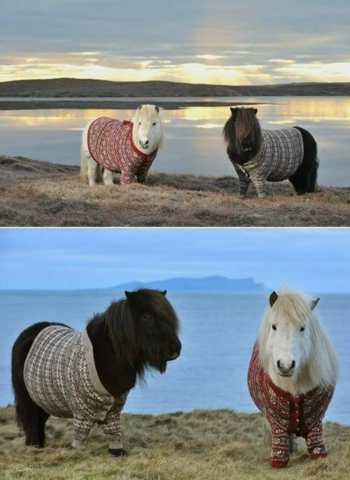 Шотландия благодаря пони в вязаных кардиганах прославилась.

