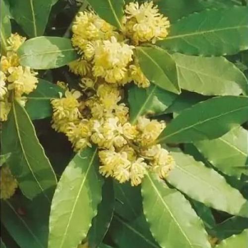 Комнатный лавр благородный - красивый, неприхотливый и полезный. 05