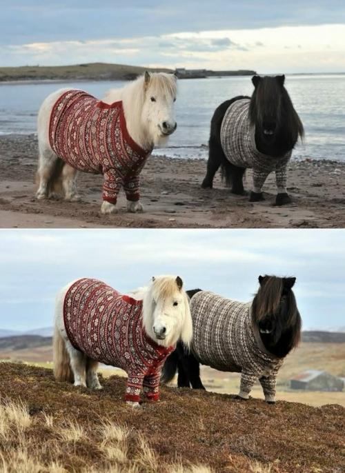 Шотландия благодаря пони в вязаных кардиганах прославилась. 01