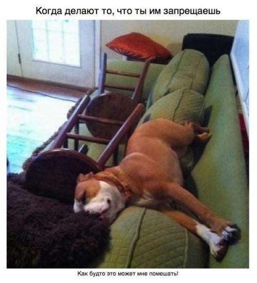 Пост для тех, у кого есть собака. 07