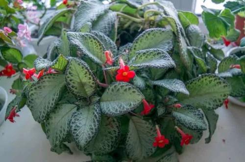 Эписция?  Одна из центральных фигур в семействе геснериевых - роскошная красавица с капризным нравом - эписция. 05