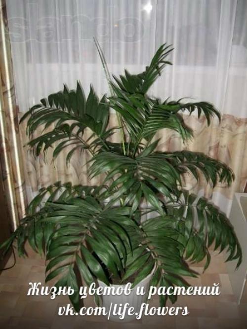 Хамедорея - бамбуковая, или горная пальма. 02