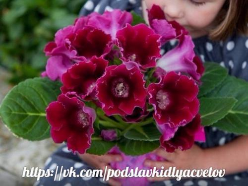 Глоксиния.  Правильный уход. 05