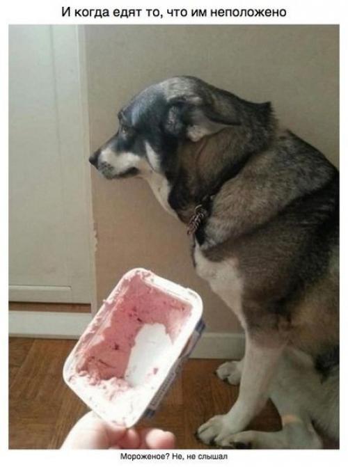 Пост для тех, у кого есть собака. 06