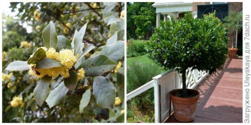 Комнатный лавр благородный - красивый, неприхотливый и полезный. 09