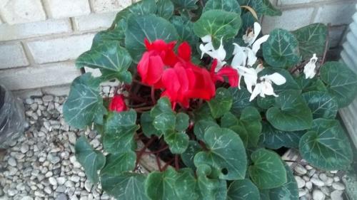 Комнатные цветы фото самых красивых с описанием ухода. 02