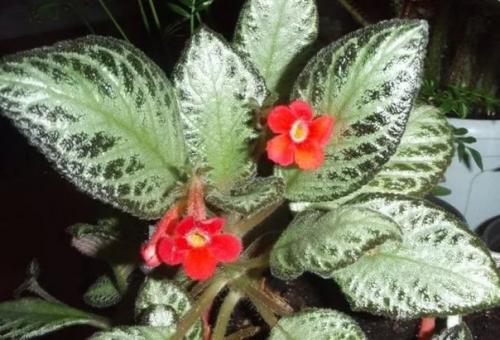 Эписция?  Одна из центральных фигур в семействе геснериевых - роскошная красавица с капризным нравом - эписция. 06