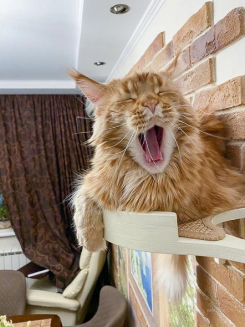 У дизайнеров была задача была вписать в интерьер комплекс Дворик на Кухне для двух котиков, в преддверии приезда в дом щенка. 03