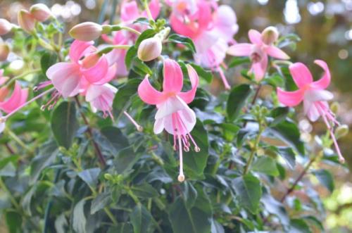 Комнатные цветы фото самых красивых с описанием ухода. 06