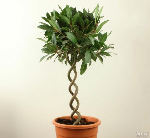 Комнатный лавр благородный - красивый, неприхотливый и полезный. 06