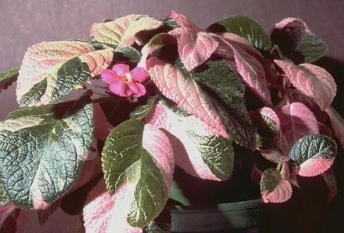 Эписция?  Одна из центральных фигур в семействе геснериевых - роскошная красавица с капризным нравом - эписция. 07