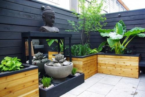 Алоказия - блестящий трилистник. 02