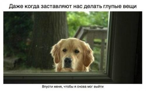 Пост для тех, у кого есть собака. 04