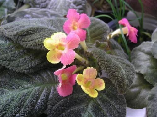 Эписция?  Одна из центральных фигур в семействе геснериевых - роскошная красавица с капризным нравом - эписция. 08