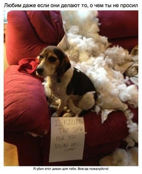 Пост для тех, у кого есть собака.