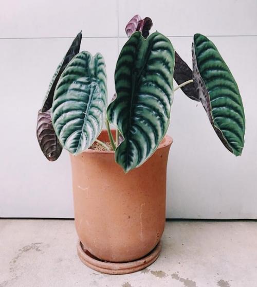 Алоказия - блестящий трилистник. 03