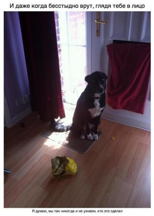 Пост для тех, у кого есть собака. 01