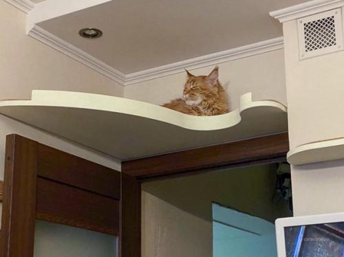 У дизайнеров была задача была вписать в интерьер комплекс Дворик на Кухне для двух котиков, в преддверии приезда в дом щенка. 02