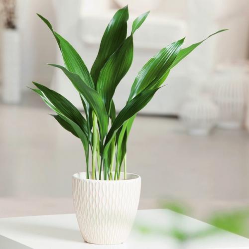 Аспидистра. Это очаровательное декоративно - лиственное растение вполне оправдывает репутацию исключительно выносливой культуры. 03