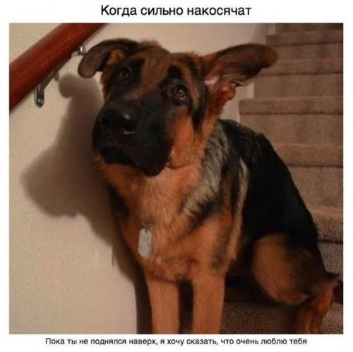 Пост для тех, у кого есть собака. 09