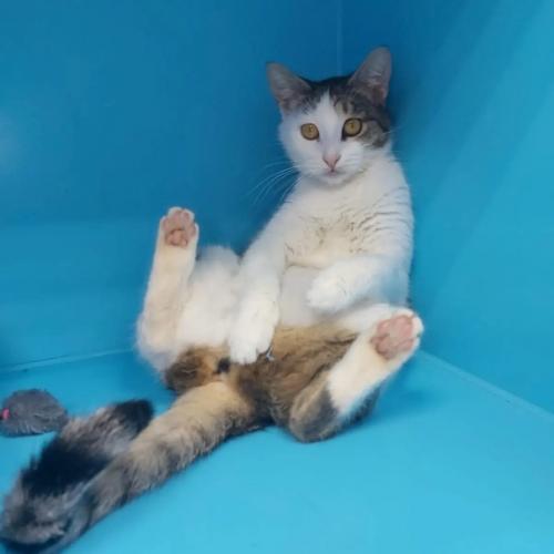 Кошечка мими.  Очень нужен дом. 02