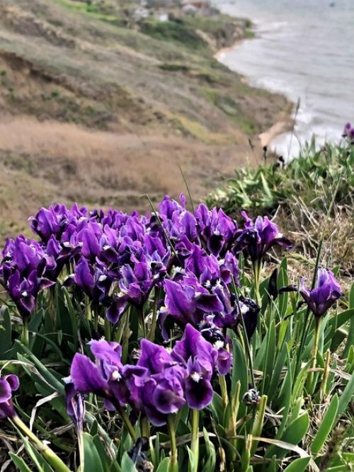 Цветок самурая. Ирис - один из самых любимых японцами цветов. 06