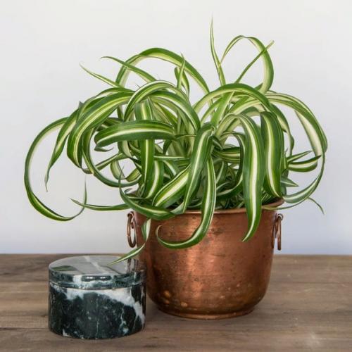 Хлорофитум.  Уход.  Очистка воздуха, привлекательность в интерьере. 02