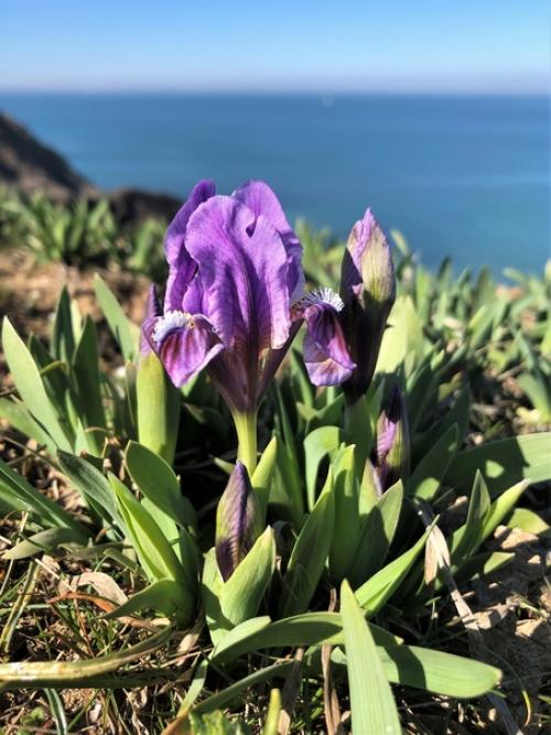 Цветок самурая. Ирис - один из самых любимых японцами цветов. 03