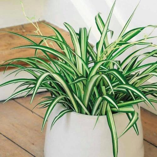 Хлорофитум.  Уход.  Очистка воздуха, привлекательность в интерьере. 04