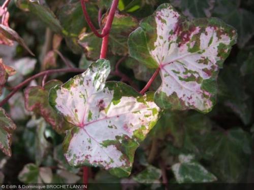 Плющ комнатный (хедера. 05