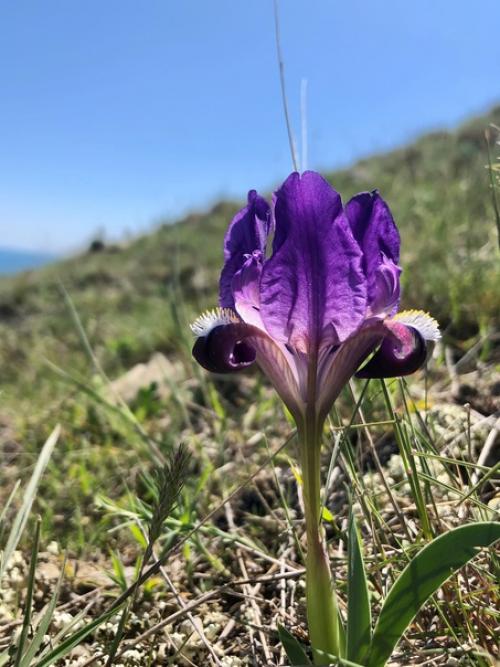 Цветок самурая. Ирис - один из самых любимых японцами цветов. 02