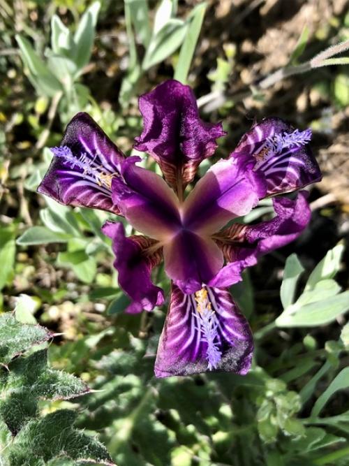 Цветок самурая. Ирис - один из самых любимых японцами цветов. 08