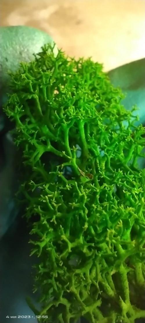 Панно из стабилизированного мха выглядит очень эффектно и современно. 01