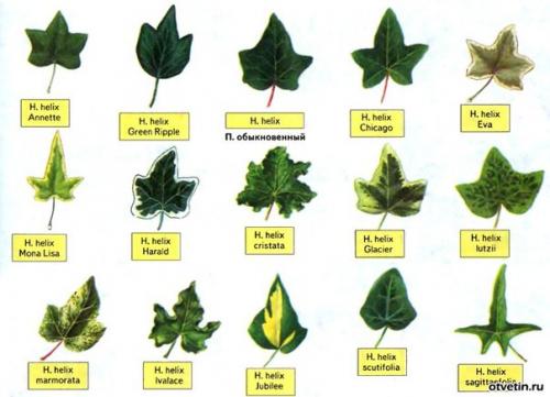 Плющ комнатный (хедера. 04