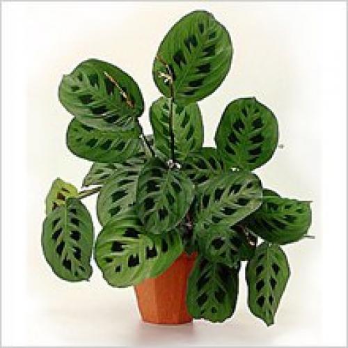 Маранта - молящаяся трава. 01