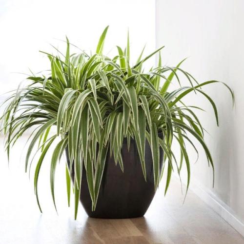 Хлорофитум.  Уход.  Очистка воздуха, привлекательность в интерьере. 05