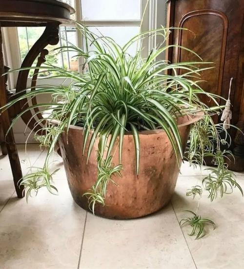 Хлорофитум.  Уход.  Очистка воздуха, привлекательность в интерьере. 01