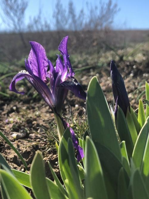 Цветок самурая. Ирис - один из самых любимых японцами цветов. 09