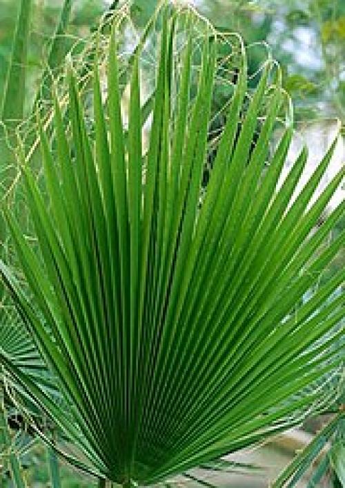 Пальма вашингтония.  Пальма вашингтония. 01