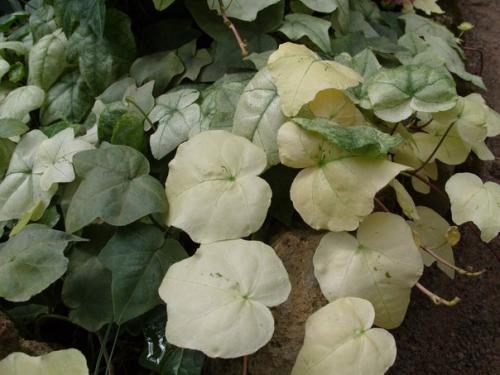 Плющ комнатный (хедера. 06