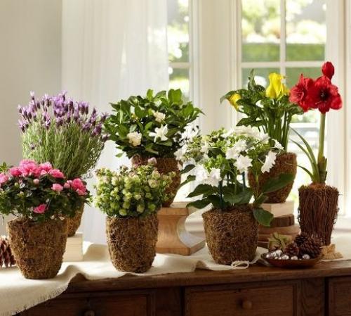 Десять причин, по которым гибнут цветы в доме. 02 Десять причин, по которым гибнут цветы в доме. 02