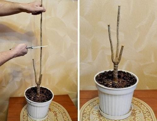 Сообщество цветочная фея - комнатные и садовые цветы. 02