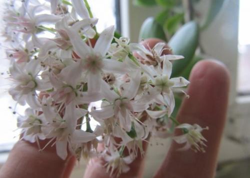 Почему не цветет денежное дерево? 08