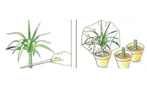 Комнатный цветок - пальма драцена: посадка, уход. 07 Комнатный цветок - пальма драцена: посадка, уход. 07